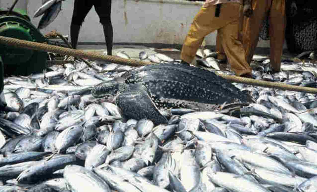WTO Set for Intensive Negotiation to Curb Harmful Fishing Subsidies