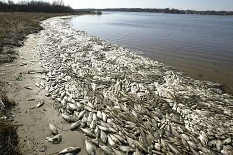 Assembly urges FG to investigate death of fishes on Delta shorelines