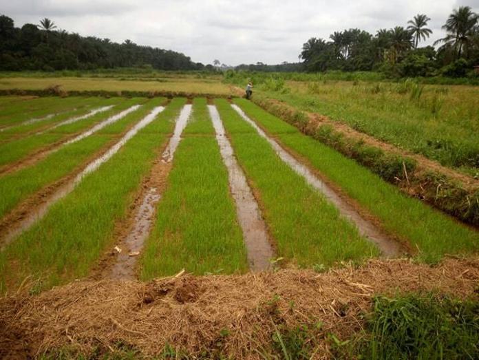 Rice farming investment in Kebbi State, particularly those anchored to loans from banks may not totally achieve desired vision, as flood has devasted quantum rice farms