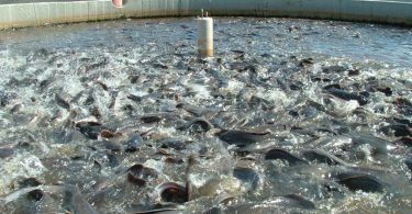 Fishery stakeholders move to boost local aquaculture production