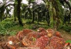 Okitipupa Oil Palm set to re-capitalise