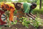 Stakeholders want women farmers involved in agric-budgeting