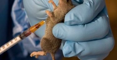 Nigeria must embrace `One Health Approach’ to control Lassa fever outbreak — academic