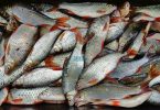 Stakeholders Call for Registration, Certification of Fishery Imports, Exports