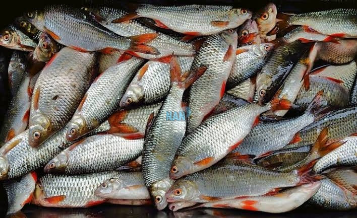 Export: Group Urges Fish Farmers To Pursue Global Standards