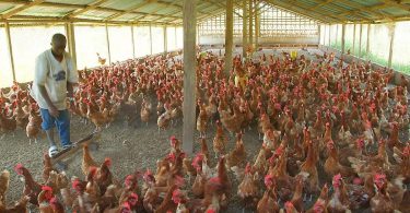 We are losing our poultry to excess heat – Poultry farmers