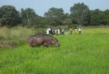 Gombe farmers decry hippos destruction of farmlands; farmers say we love them