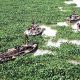 20 riverine communities cry out as water hyacinth blocks waterway