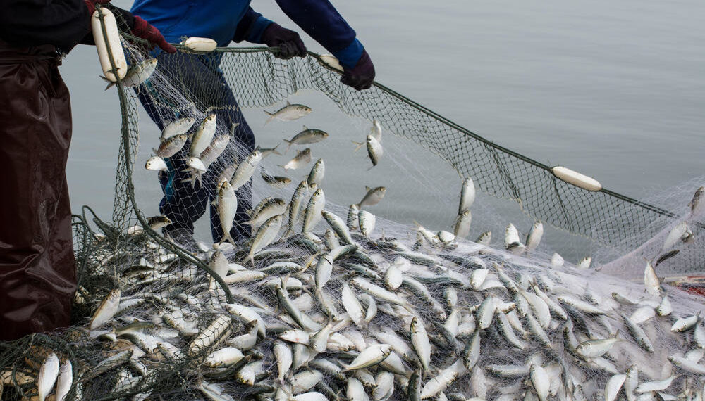 FISHING: Maritime expert, Edodo-Emore tasks FG on advantages in ocean resources