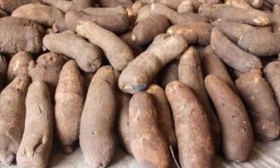 Agribusiness: Yam tubers for export should be fresh, fully matured – NAQS