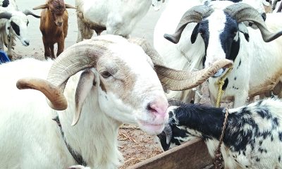 Kano, Bauchi: Low Workers' turnout After Eid-el-Kabir