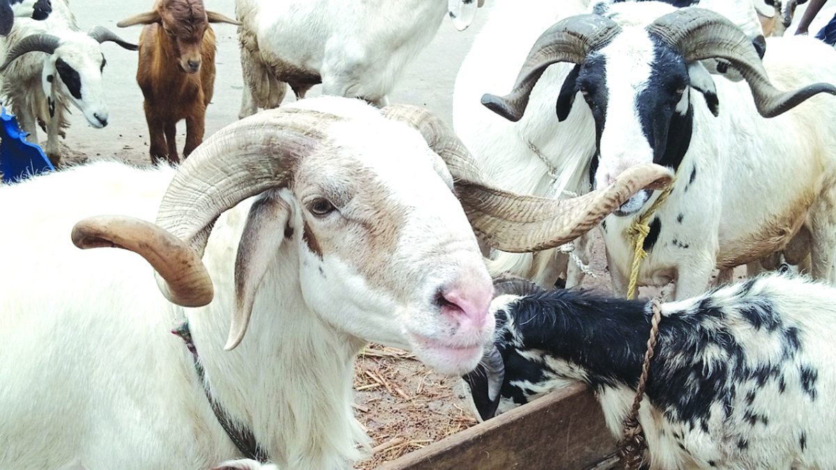Kano, Bauchi: Low Workers' turnout After Eid-el-Kabir
